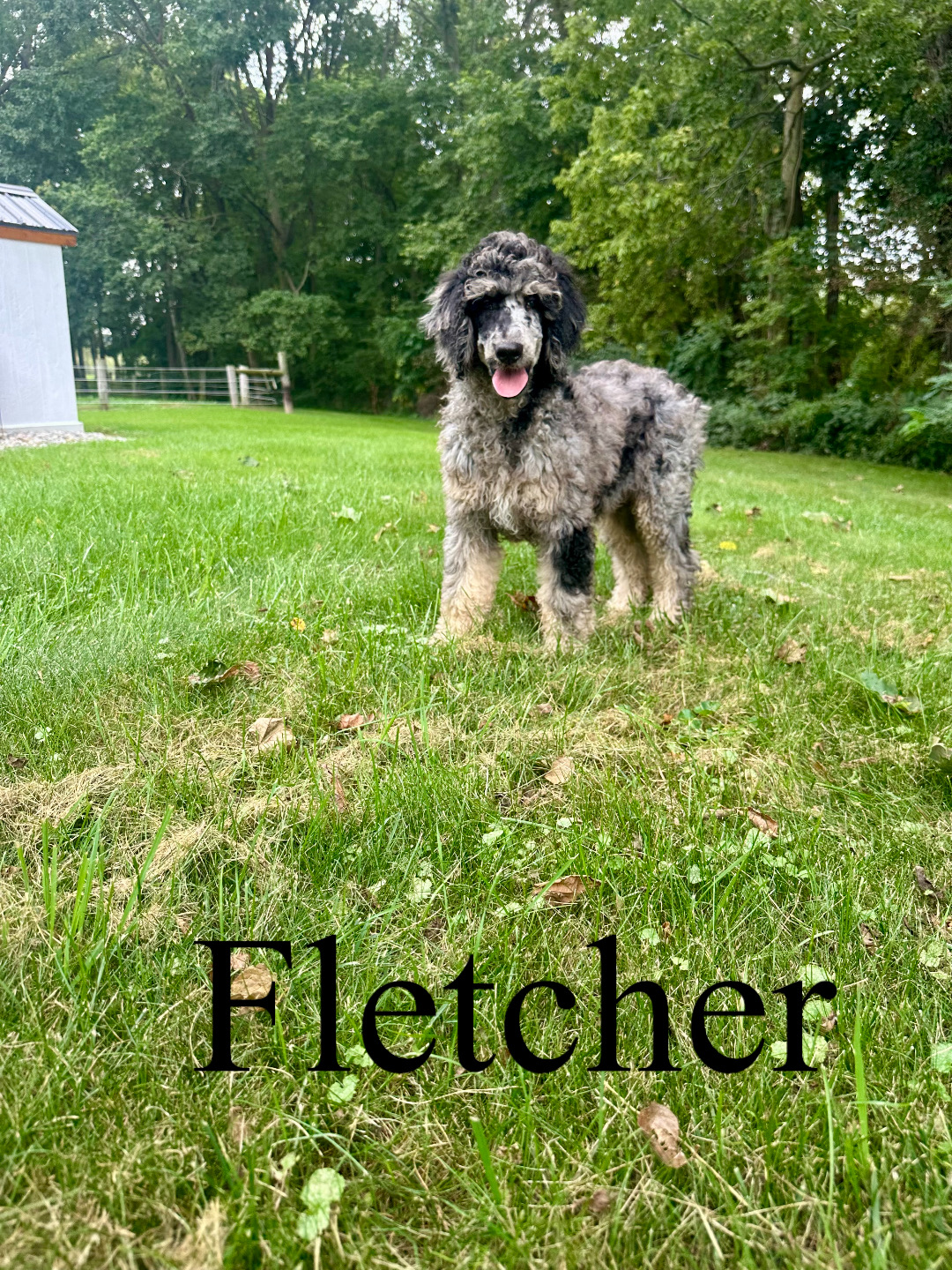 Fletcher (orange collar) 1